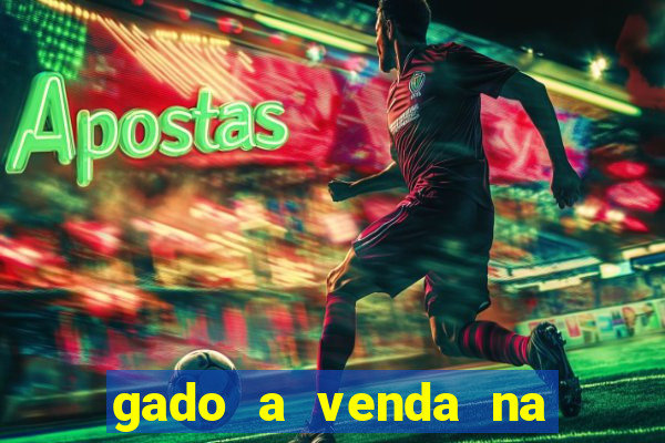 gado a venda na bahia olx