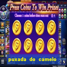 puxada do camelo jogo do bicho